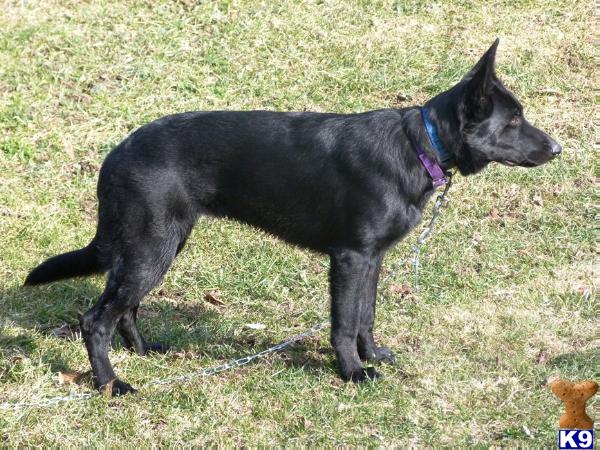 Dogs for Sale